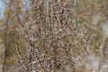 Acacia Thorns