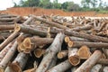 Acacia timber log raw material