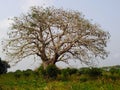 Acacia tree