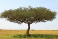 Acacia tree in Africa Royalty Free Stock Photo