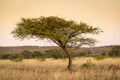 Acacia Tree Africa Royalty Free Stock Photo