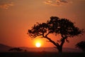 Acacia tree at african sunset Royalty Free Stock Photo