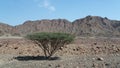 Acacia tree in arid moutains, Oman