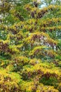 Acacia tree in autumn Royalty Free Stock Photo