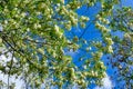 Acacia Tree Bloom Royalty Free Stock Photo