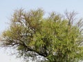 Acacia tree with blue background
