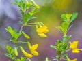 Acacia tree branch with green leaves and yellow flowers. Blooming Caragana Arborescens, R1X00140-Edit.jpg Royalty Free Stock Photo