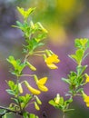 Acacia tree branch with green leaves and yellow flowers. Blooming Caragana Arborescens, R1X00140-Edit.jpg Royalty Free Stock Photo