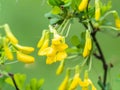 Acacia tree branch with green leaves and yellow flowers. Blooming Caragana Arborescens, R1X00140-Edit.jpg Royalty Free Stock Photo