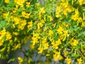 Acacia tree branch with green leaves and yellow flowers. Blooming Caragana Arborescens, R1X00140-Edit.jpg Royalty Free Stock Photo
