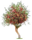 Acacia tree with bright red fluffy flowers isolated