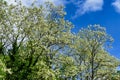 Acacia Tree Canopy Royalty Free Stock Photo