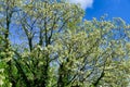 Acacia Tree Canopy Royalty Free Stock Photo