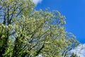 Acacia Tree Canopy Royalty Free Stock Photo