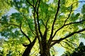 Acacia Tree Canopy Royalty Free Stock Photo