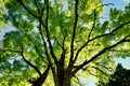 Acacia Tree Canopy Royalty Free Stock Photo