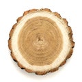 Acacia tree cut isolated on white background. Large circular piece of wood cross section with tree ring texture Royalty Free Stock Photo