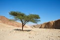 Acacia tree in the desert Royalty Free Stock Photo