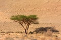 Acacia Tree in the desert,