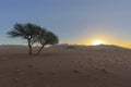 Acacia tree in dry desert at sunset Royalty Free Stock Photo