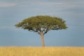 Acacia Tree In East Africa Royalty Free Stock Photo