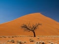 Acacia tree in front of Dune 45 in Namid desert