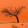 Acacia tree in front of Dune 45 in Namid desert