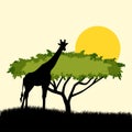 Acacia tree and giraffe silhouette concept design. illustration of African safari theme with giraffe and acacia tree Royalty Free Stock Photo
