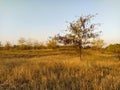 Acacia tree in the grass Royalty Free Stock Photo