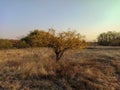 Acacia tree in the grass Royalty Free Stock Photo