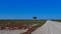 Acacia tree on grass land with a termite mound beside the gravel road between Namutoni and Halali camps in Etosha National Park.