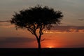 Acacia tree in a green field in Masai Mara national reserve in Kenya, Africa at sunset Royalty Free Stock Photo