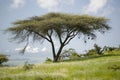 Acacia tree and green grass of Lewa Conservancy with Mnt. Kenya in background, North Kenya, Africa