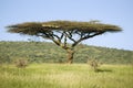 Acacia tree in green grass of Lewa Wildlife Conservancy, North Kenya, Africa Royalty Free Stock Photo