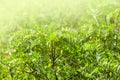 Acacia tree with green lush young leaves in a fabulous garden. The concept of awakening amazing nature