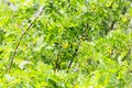 Acacia tree with green lush young leaves in a fabulous garden. The concept of awakening amazing nature