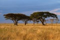 Acacia tree group at Sunset Royalty Free Stock Photo