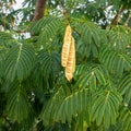 Acacia tree with hanging seed pods. Leucaena leucocephala.