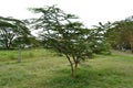 An acacia tree on the side of the road