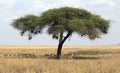 Acacia tree with herd of gazelles Royalty Free Stock Photo