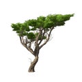 Acacia tree isolated. Vector illustration Royalty Free Stock Photo