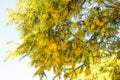 Acacia tree, known commonly as mimosa, thorntree or wattle, in full bloom. Light green leaves, and bright yellow globular heads