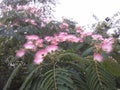 Acacia tree (Latin name: Albizia julibrissin Durazz)