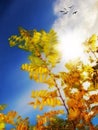 Acacia tree leaves in autumn, blue sky with clouds, birds and copy space. Scenic canopy trees in remote meadow or Royalty Free Stock Photo