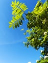 Acacia tree leaves glowing in the sunlight, set against a beautiful blue sky background Royalty Free Stock Photo