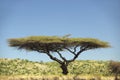 Acacia Tree in Lewa Conservancy, Kenya, Africa Royalty Free Stock Photo