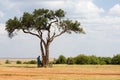 Acacia tree in Masai Mara National park