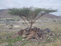 Acacia tree in Oman mountains