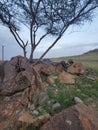 Acacia tree in Oman mountains