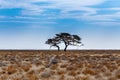 Acacia tree in the plain of Africa Royalty Free Stock Photo